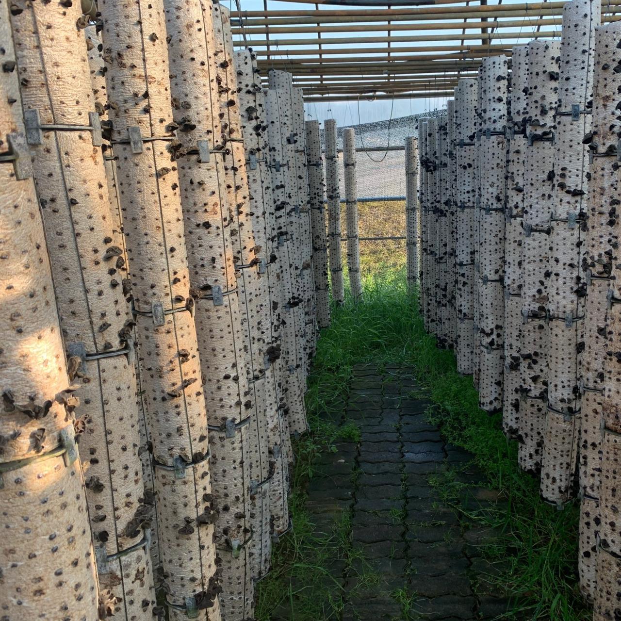 The 8 Most Popular Mushroom Cultivation Techniques For Commercial ...