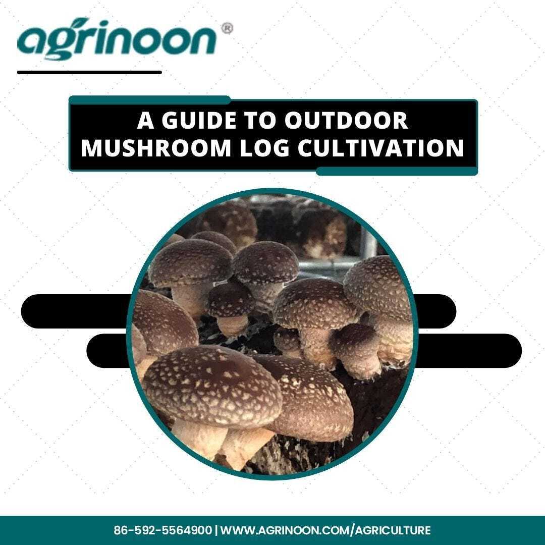 A Comprehensive Guide to Growing Shiitake Mushrooms on Logs for Beginn A Comprehensive Guide to Growing Shiitake Mushrooms on Logs for Beginn