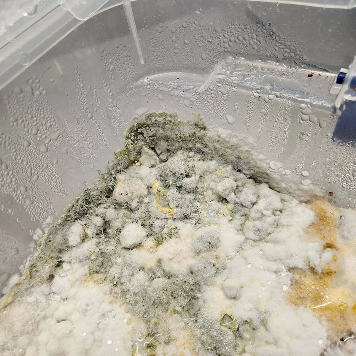 MUSHROOM CONTAMINATION -UPDATED - YouTube MUSHROOM CONTAMINATION -UPDATED - YouTube