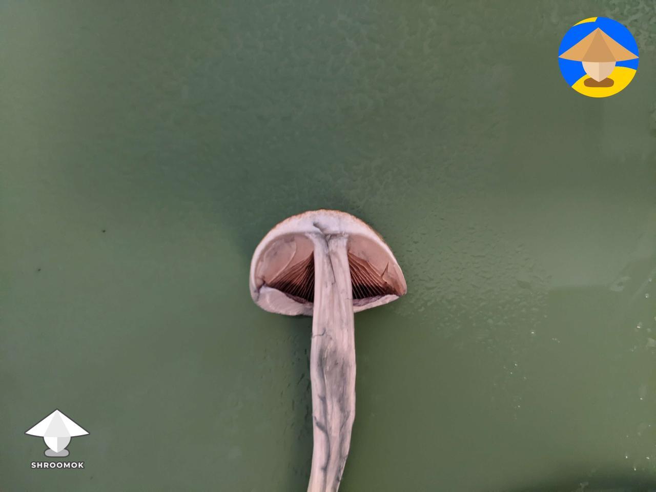 Cloning on agar : r/shrooms Cloning on agar : r/shrooms