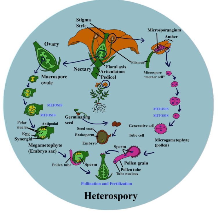 The production of spores of two different sizes and sexes by the ... The production of spores of two different sizes and sexes by the ...