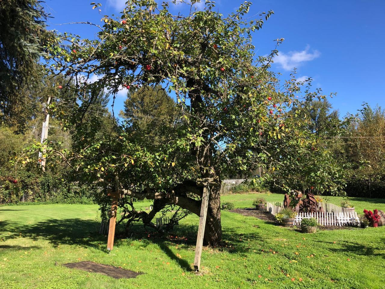 Air Drying Fruits Step-by-Step - Modern Survival Online Air Drying Fruits Step-by-Step - Modern Survival Online