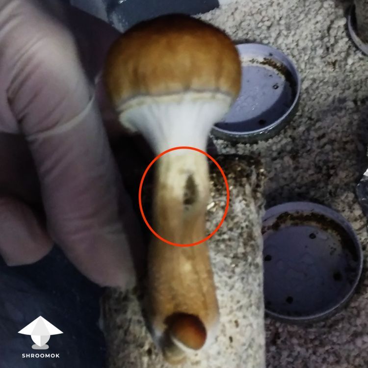 Mushroom caps splitting and cracking issue Mushroom caps splitting and cracking issue
