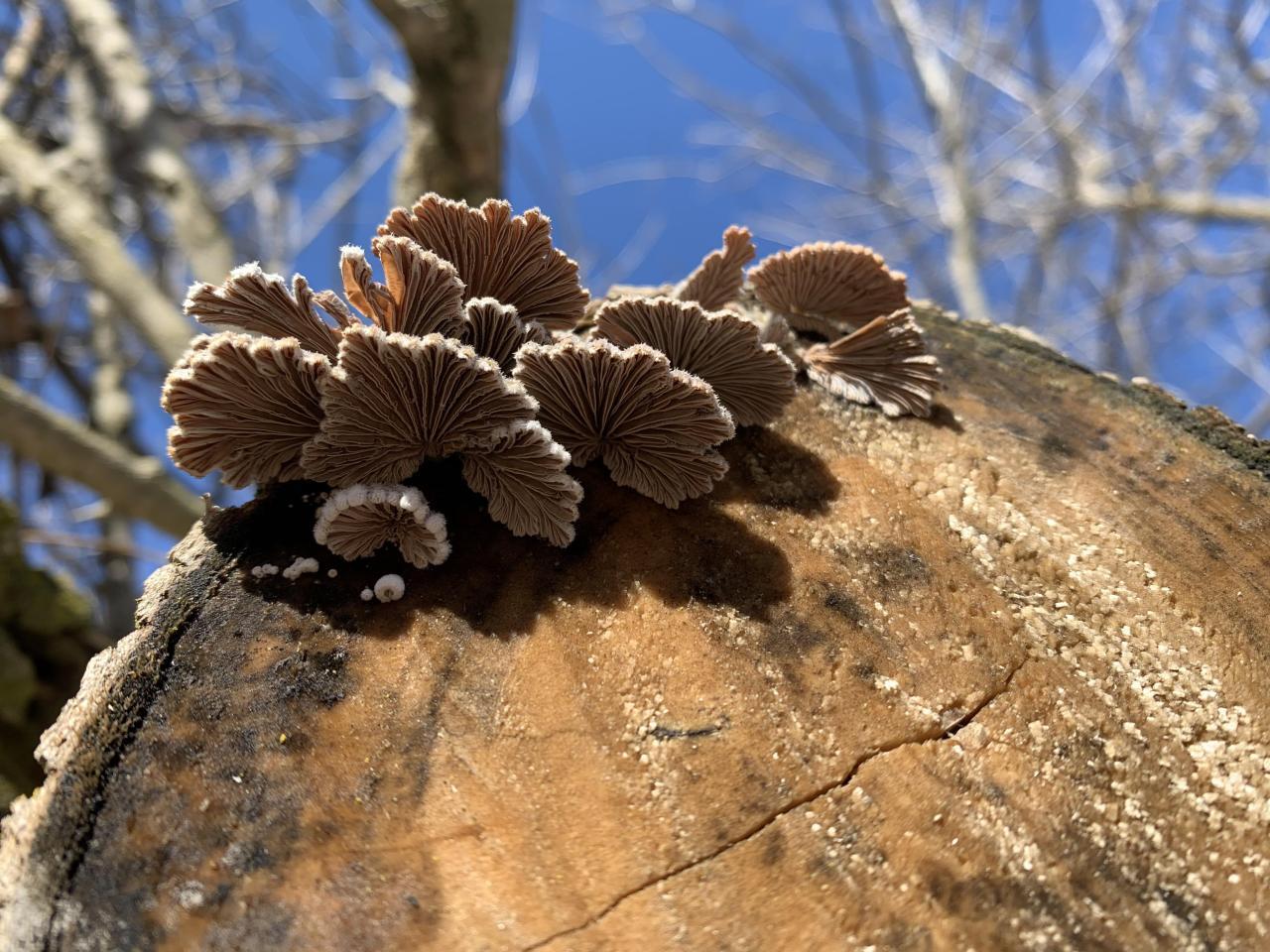 How to Clean Mushrooms - Spice Cravings How to Clean Mushrooms - Spice Cravings
