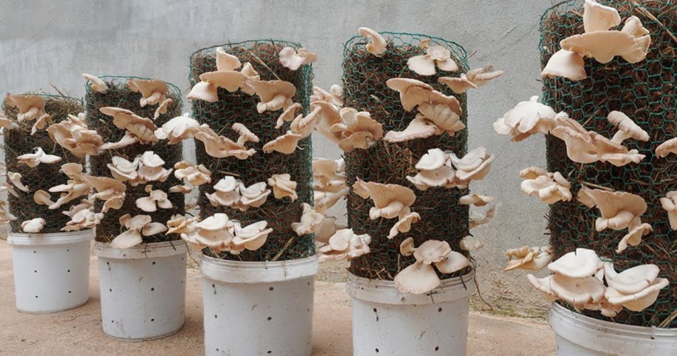 How to Grow Mushrooms from Store-Bought Stems