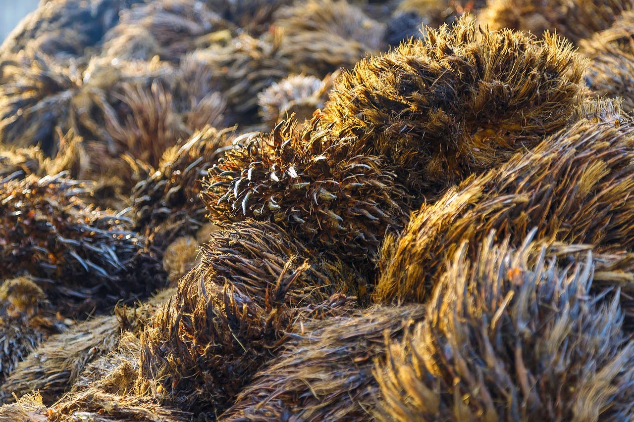 Is my old substrate alive ?! [Technique] : r/MushroomGrowers