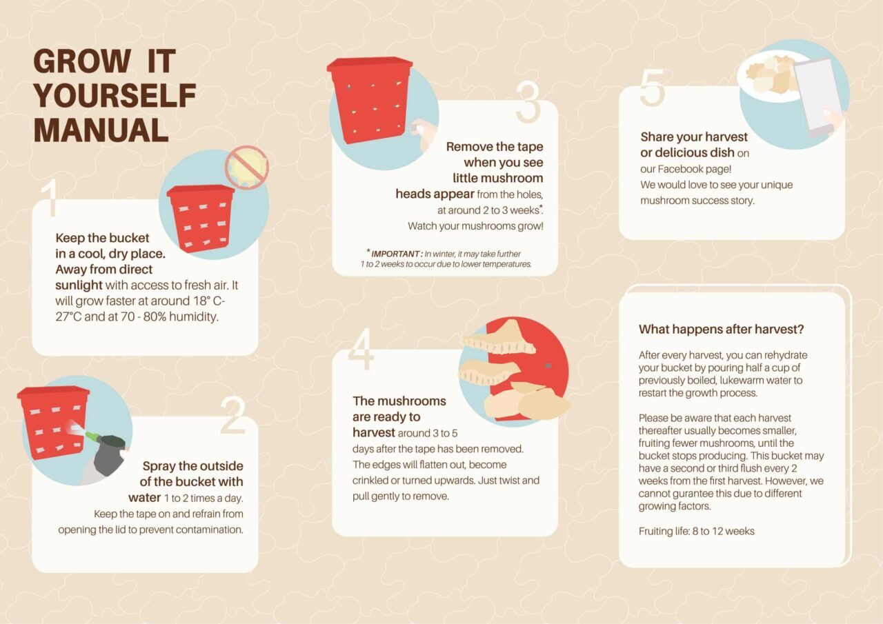 Mushroom Growing Guide - Easy 5 Step Process | Mushroomate Mushroom Growing Guide - Easy 5 Step Process | Mushroomate