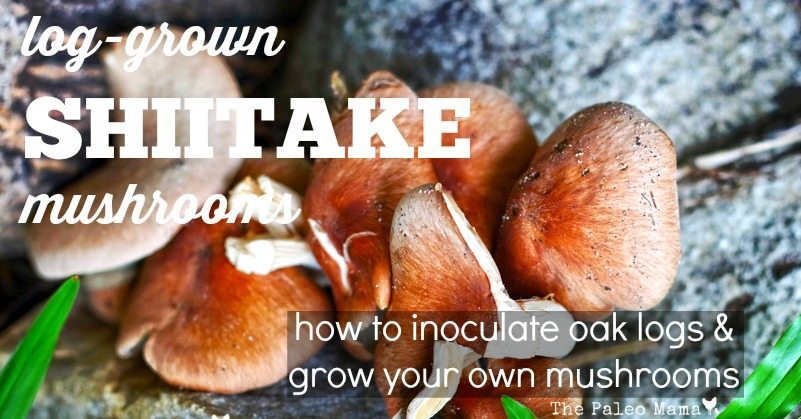 How to Grow Your Own Shiitake Mushrooms How to Grow Your Own Shiitake Mushrooms