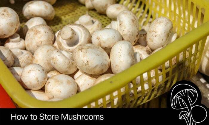 How To Dry Mushrooms At Home: 3 Easy Methods Everyone Can Try How To Dry Mushrooms At Home: 3 Easy Methods Everyone Can Try