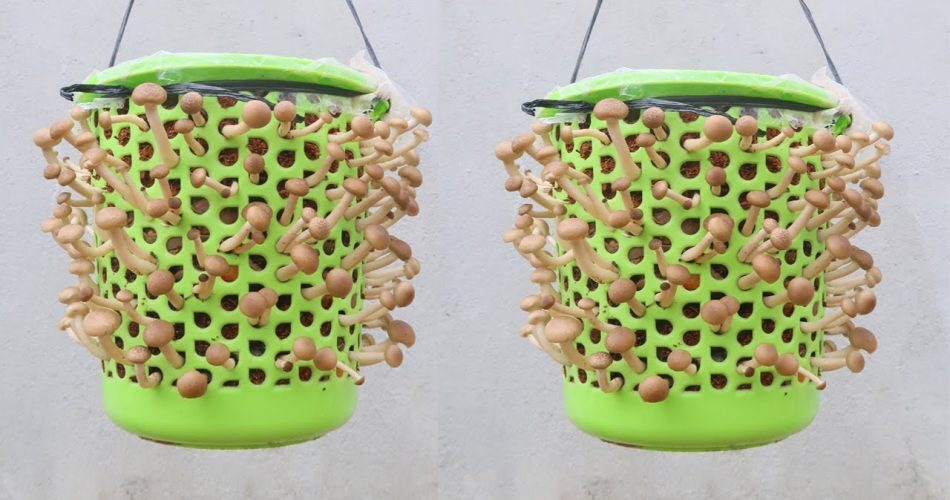 How to grow mushrooms from store bought mushrooms – Garden Home Expert How to grow mushrooms from store bought mushrooms – Garden Home Expert