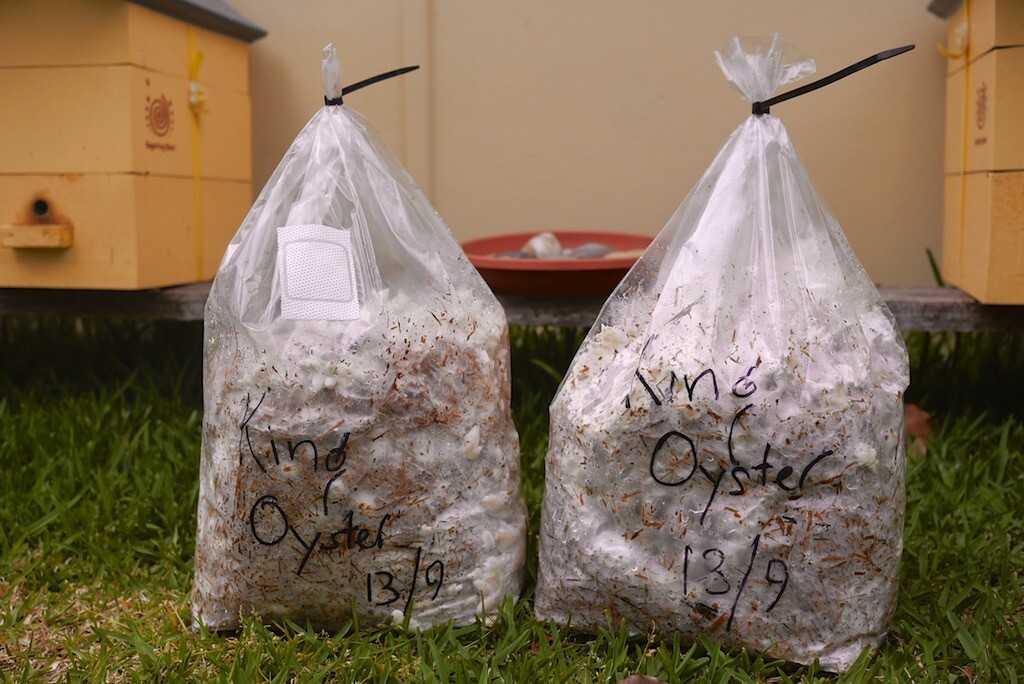 Mushroom Cultivation: Pasteurising Bulk Substrate for Many Bags of Shrooms