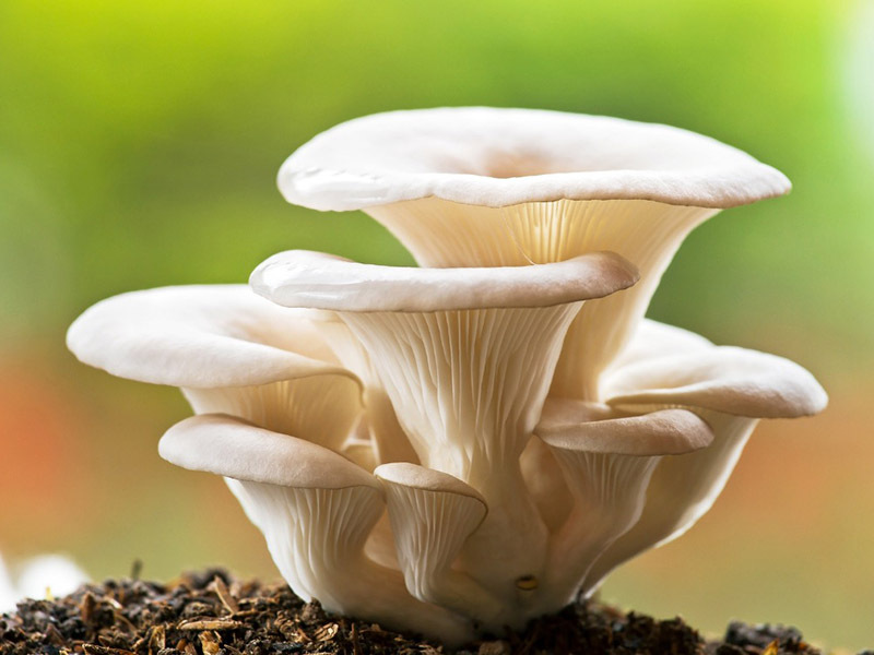 Can You Grow Oyster Mushrooms in Coffee Grounds? – Mushroom Flow