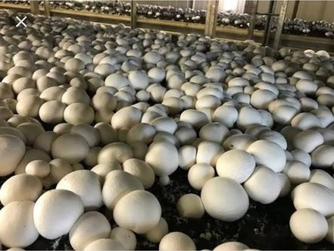 How to start growing mushroom in 6 steps How to start growing mushroom in 6 steps