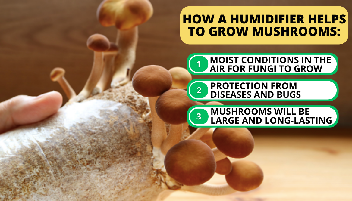 The correct temperature and humidity to grow edible mushrooms.