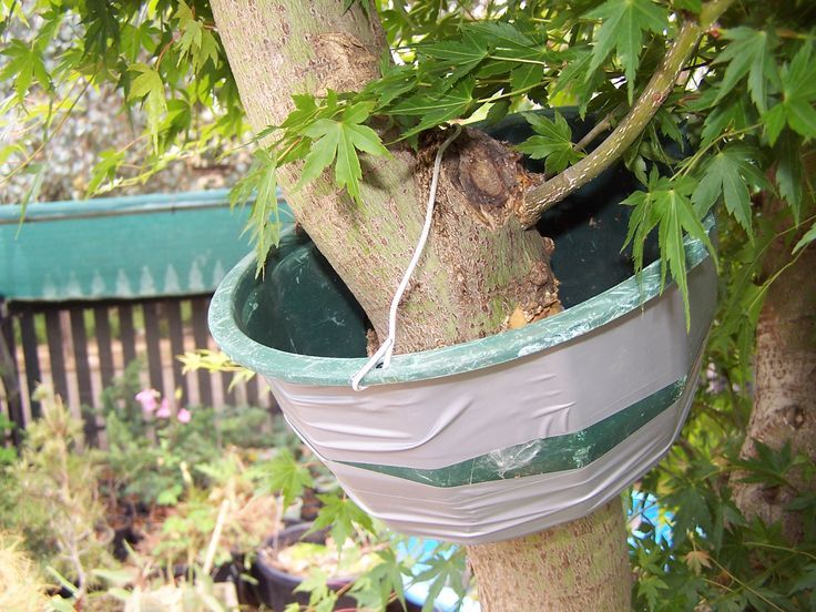 1000+ images about Air layering fruit trees on Pinterest | Air layering ... 1000+ images about Air layering fruit trees on Pinterest | Air layering ...