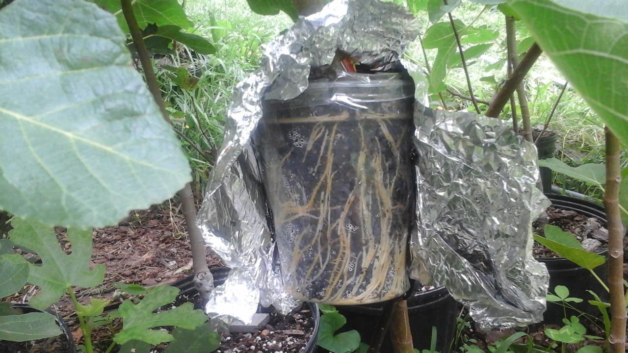 Should I introduce fresh air exchange it’s been 2 weeks now : r/shroomery Should I introduce fresh air exchange it’s been 2 weeks now : r/shroomery