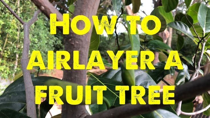 Fruit Trees - Home Gardening Apple, Cherry, Pear, Plum: Air Layering ... Fruit Trees - Home Gardening Apple, Cherry, Pear, Plum: Air Layering ...