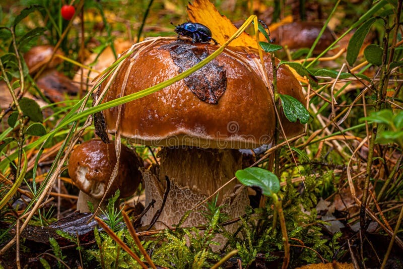 Mushroom gills hi-res stock photography and images - Alamy Mushroom gills hi-res stock photography and images - Alamy