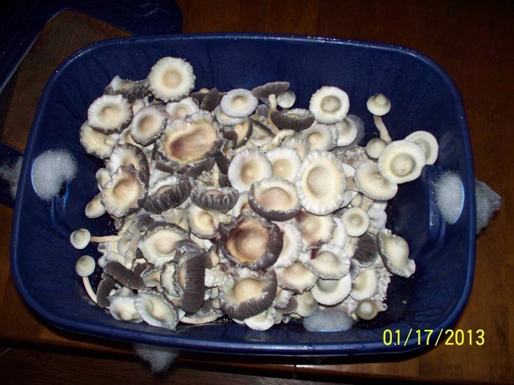 How To Make Agar For Mushroom - My Recipes How To Make Agar For Mushroom - My Recipes