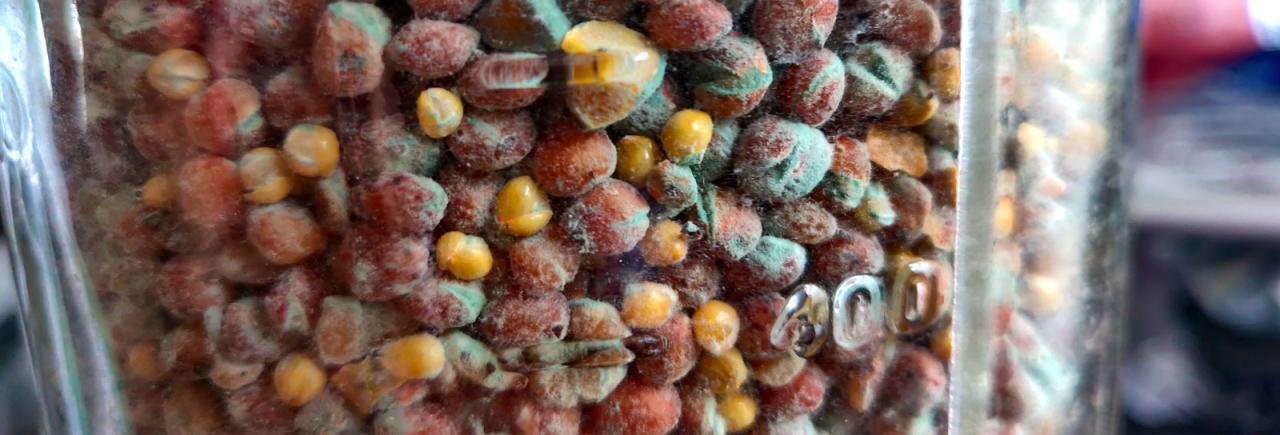 Mushroom contamination ? : r/MagicMushroomsUK Mushroom contamination ? : r/MagicMushroomsUK