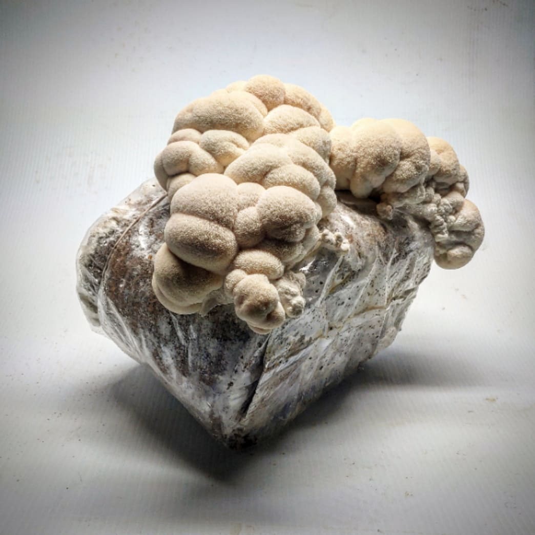 Mushroom Growing Supplies You Need To Get Started