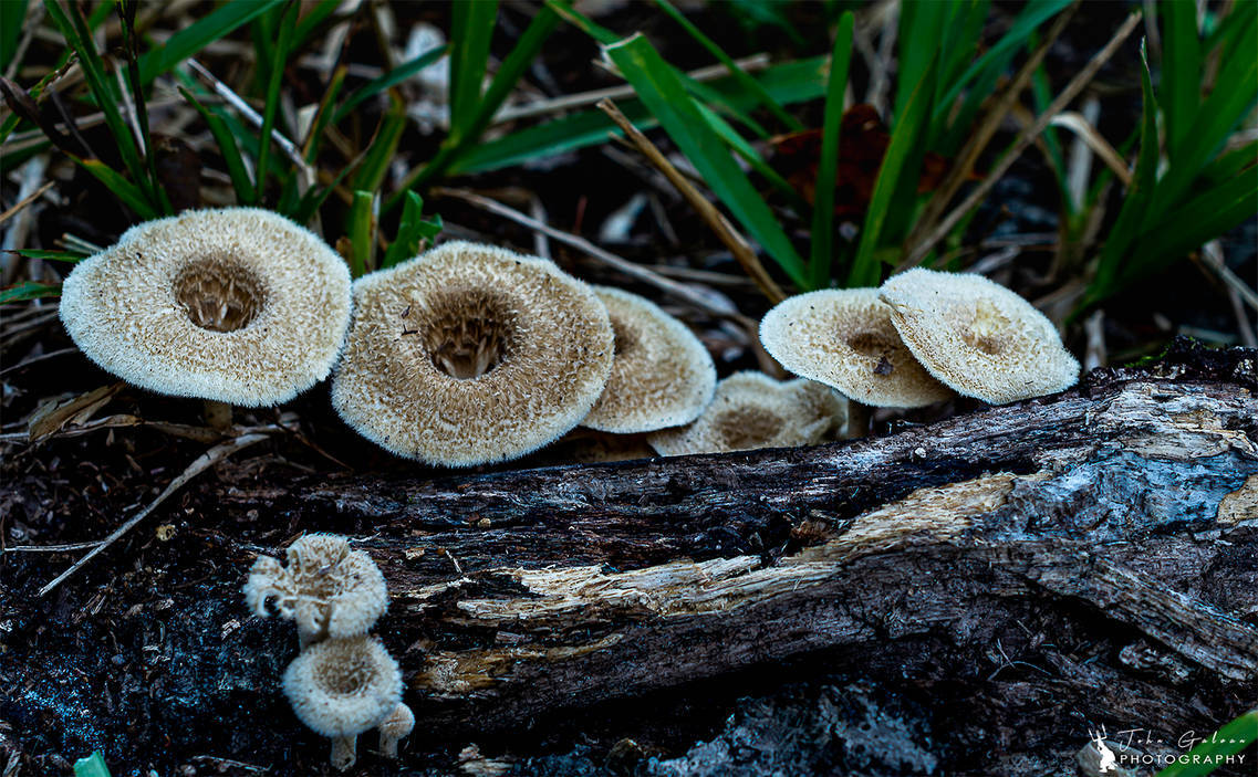 Fuzzy Mushrooms by JohnGalvan on DeviantArt Fuzzy Mushrooms by JohnGalvan on DeviantArt