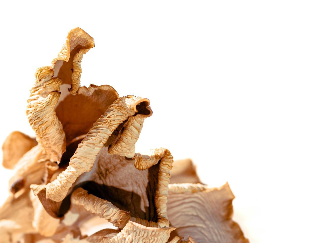 How to Dry Your Mushrooms: 5 tips for long-term storage How to Dry Your Mushrooms: 5 tips for long-term storage