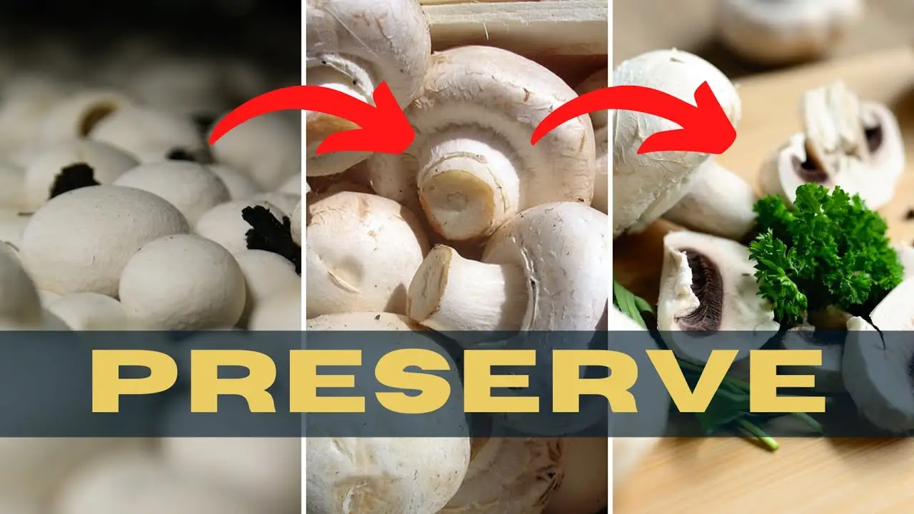 How to pasteurize liquids in-line ? - SAIREM How to pasteurize liquids in-line ? - SAIREM