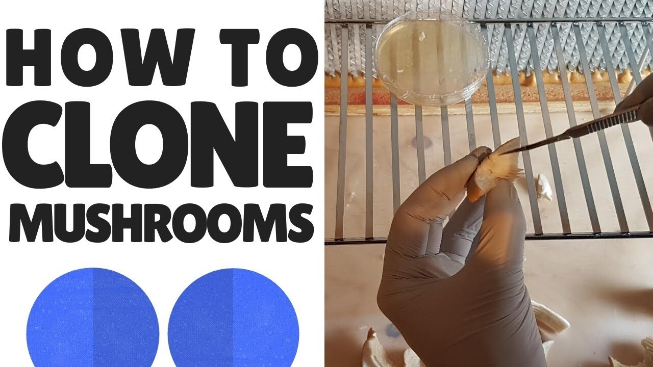 My first cloned mushroom on agar is now a 5lb block of grain spawn ... My first cloned mushroom on agar is now a 5lb block of grain spawn ...