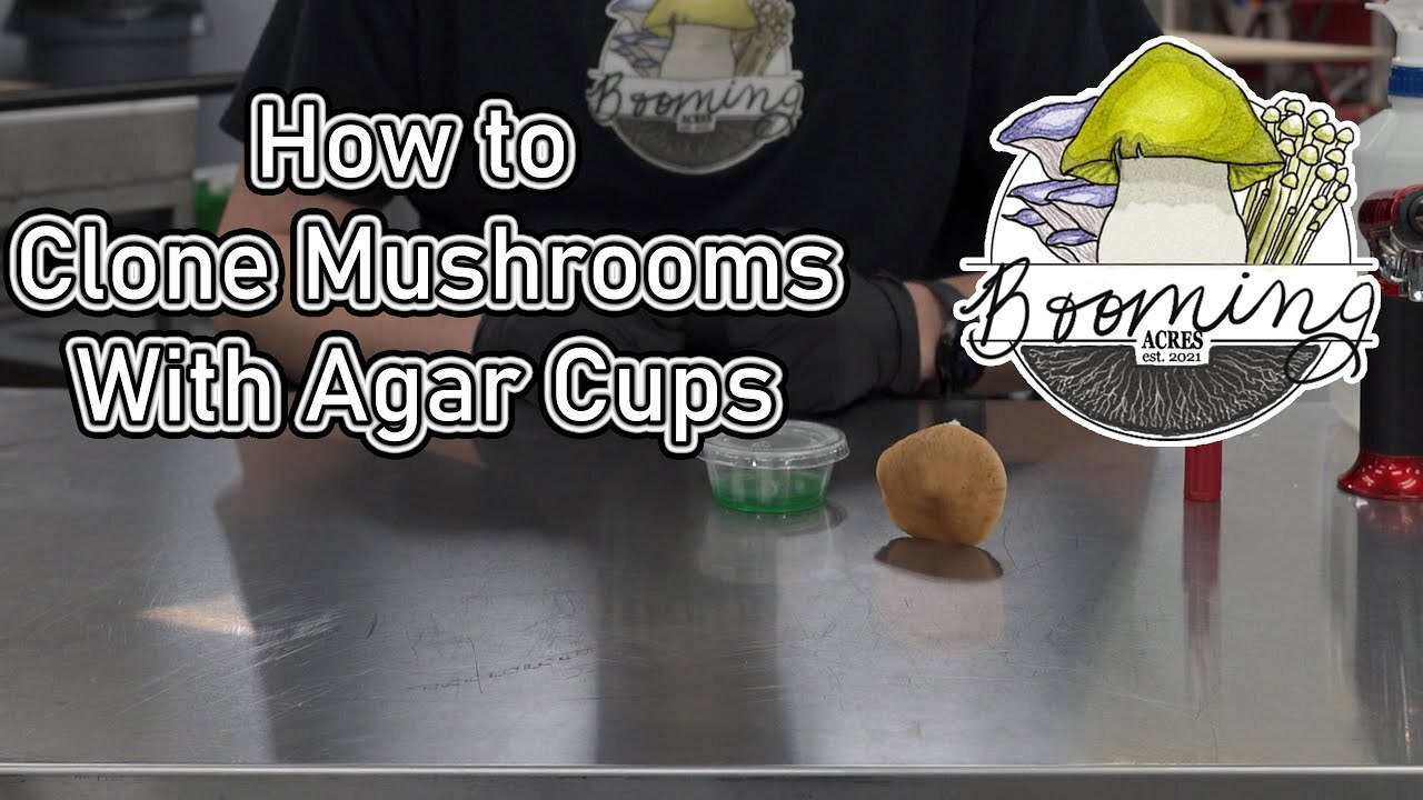 How To Clone A Mushroom - YouTube How To Clone A Mushroom - YouTube