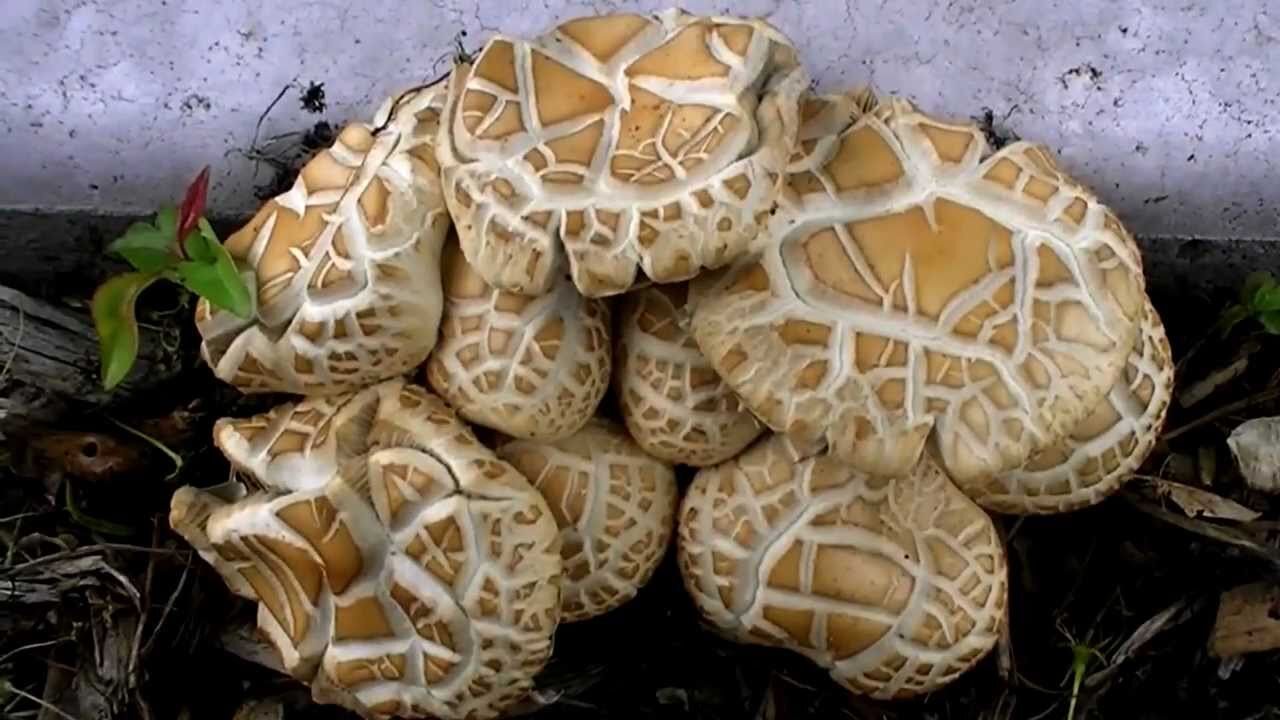 Cracked cap mushrooms #foraging #mushrooms - YouTube Cracked cap mushrooms #foraging #mushrooms - YouTube