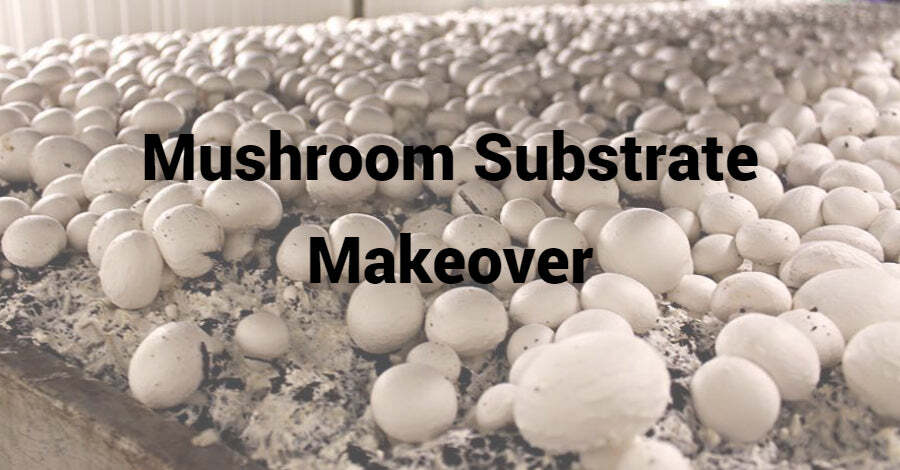 Not So Simple Substrate: Your Guide to Superior Mushroom Growth ...