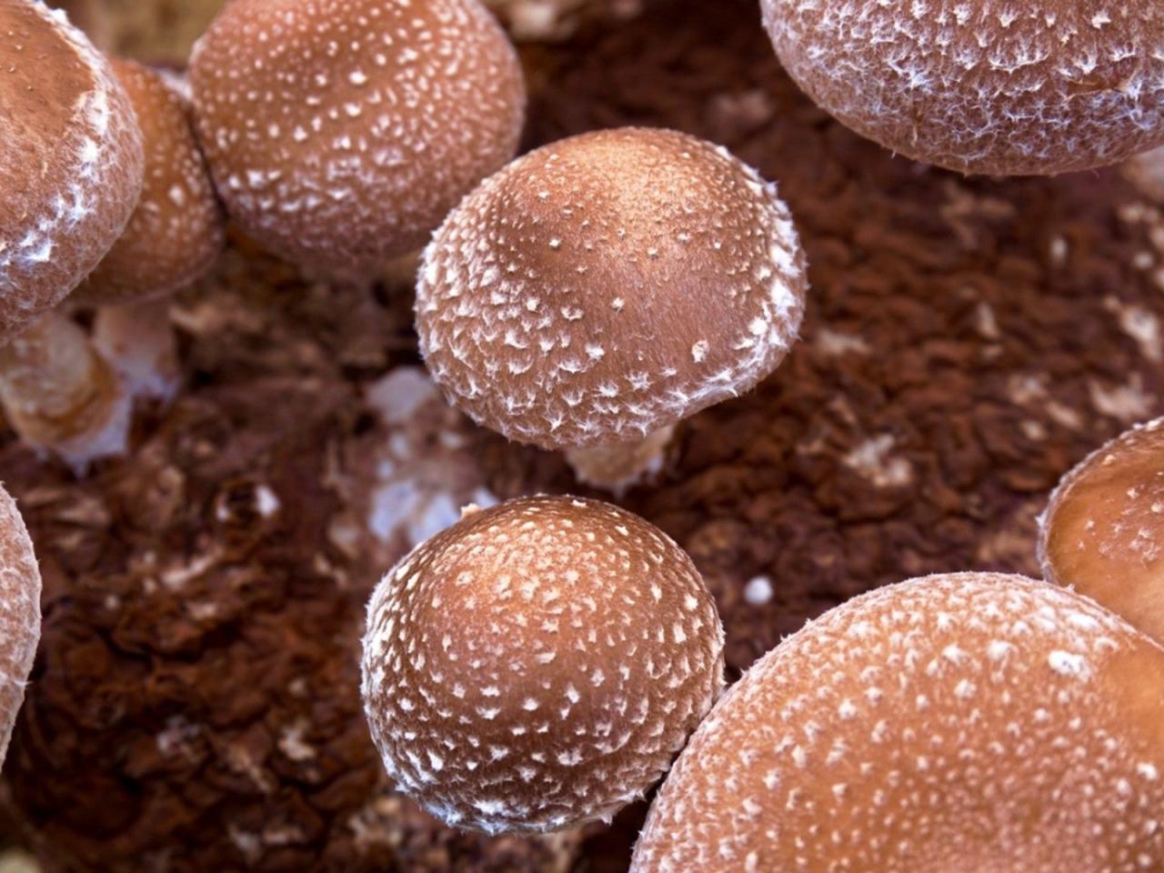 How To Grow Mushrooms In Coffee Grounds
