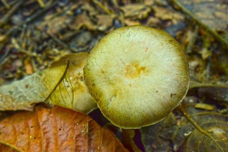 How To Maintain Humidity In Mushroom Cultivation | Atlas Scientific