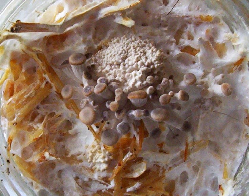 Grow your own mushrooms: Oyster mushrooms on coffee grounds-Little ...