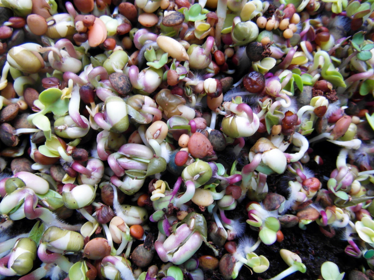 Free Images : fruit, flower, food, produce, vegetable, crop, grow ... Free Images : fruit, flower, food, produce, vegetable, crop, grow ...