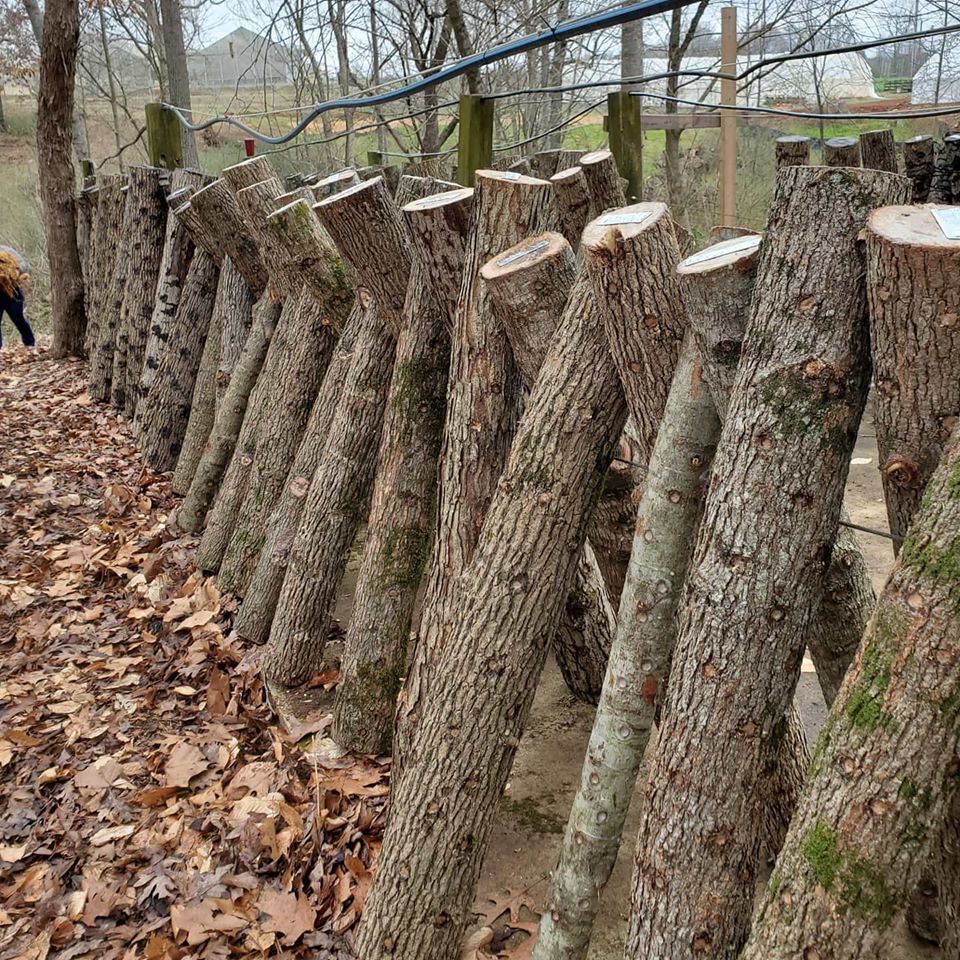 Log-Grown Shiitake Mushrooms - The Paleo Mama Log-Grown Shiitake Mushrooms - The Paleo Mama