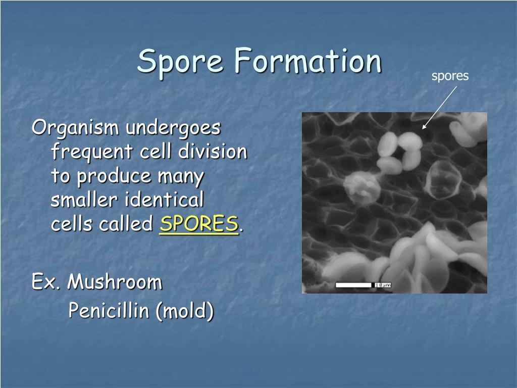 SPORE-FORMING BACTERIA Flashcards | Quizlet SPORE-FORMING BACTERIA Flashcards | Quizlet