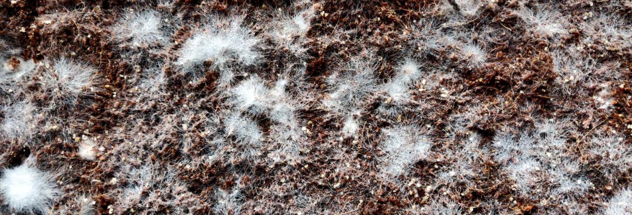 A Complete Guide to Mushroom Substrates | GroCycle