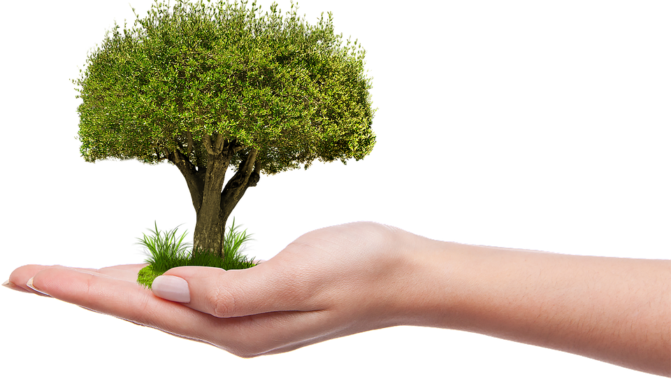 Free photo: Png, The Idea Is, Grow, Plant - Free Image on Pixabay - 1247796 Free photo: Png, The Idea Is, Grow, Plant - Free Image on Pixabay - 1247796