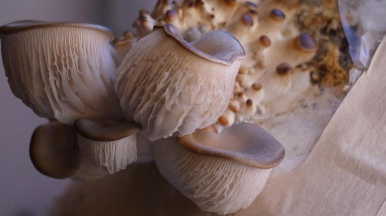 Oyster Mushrooms Grown From Coffee Grounds : r/gardening