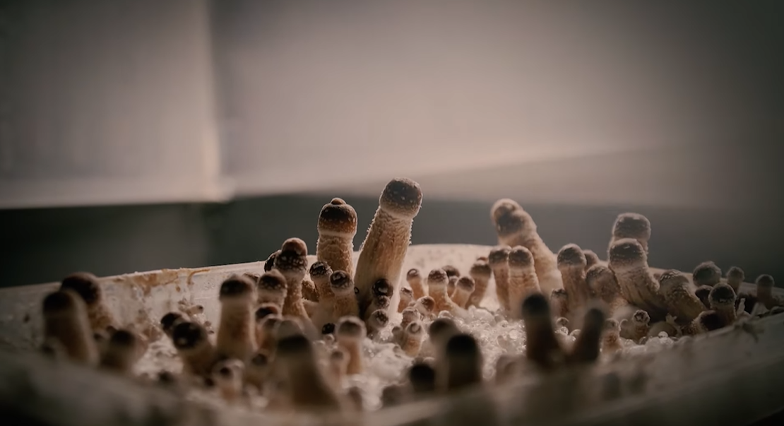 How To Build A Mushroom Grow Room How To Build A Mushroom Grow Room